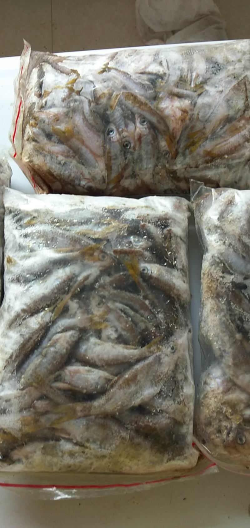 淡水鱼类白鱼黑鱼鲫鱼鲫鱼