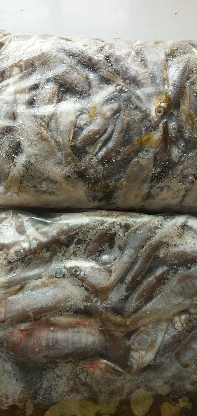 淡水鱼类白鱼黑鱼鲫鱼鲫鱼