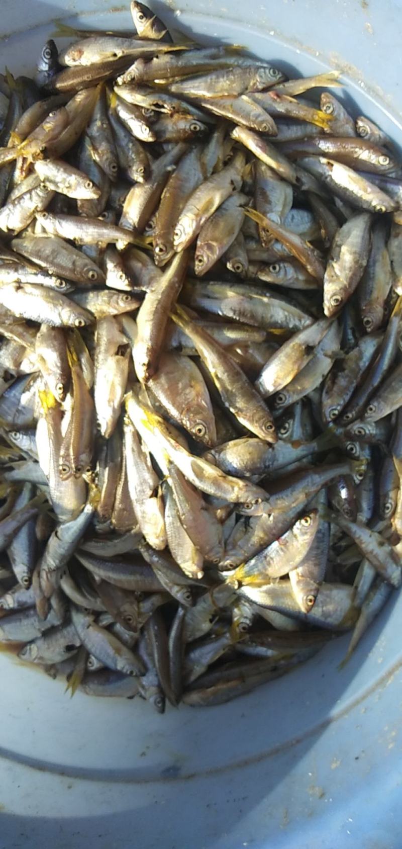 淡水鱼类白鱼黑鱼鲫鱼鲫鱼