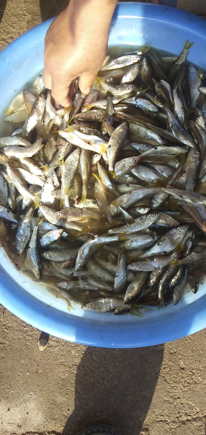 淡水鱼类白鱼黑鱼鲫鱼鲫鱼