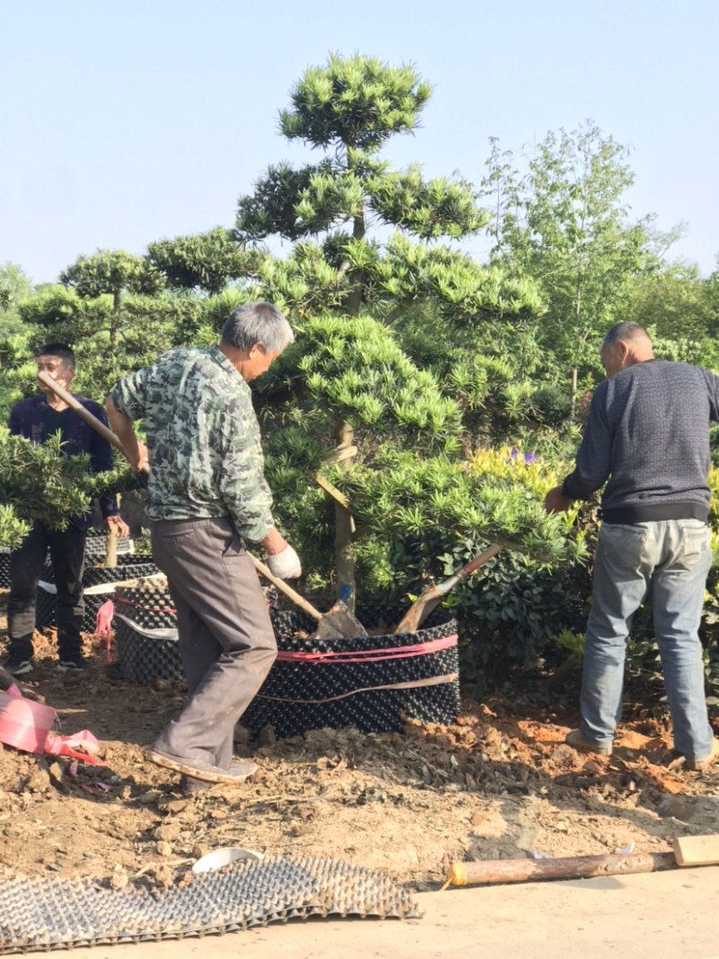 小叶女贞对接白腊黑松油松榆树三角枫五角枫红花继木造型树