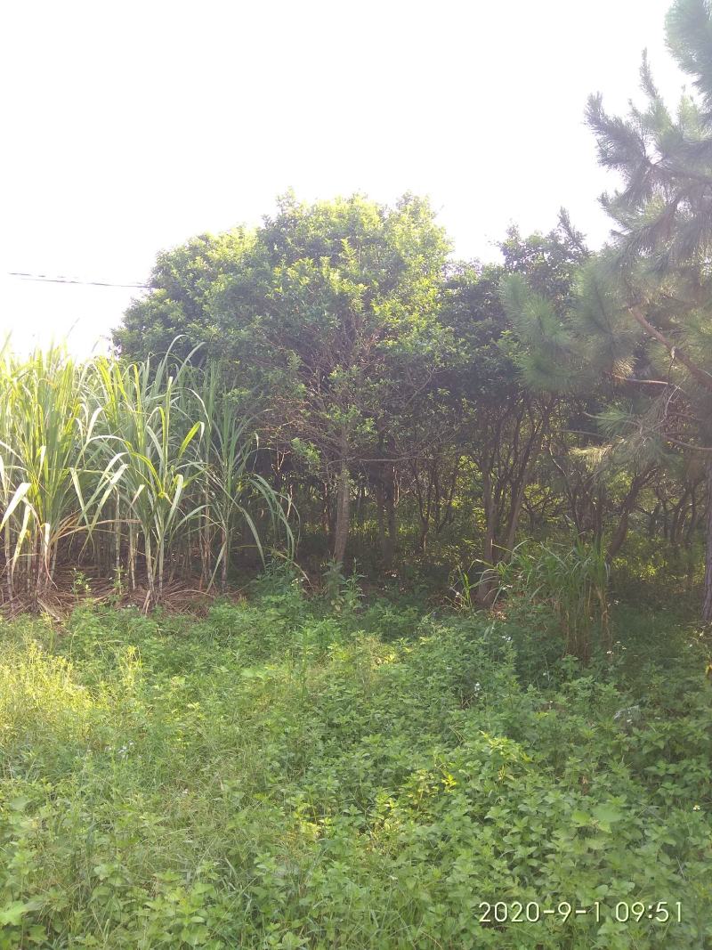 铁冬青龙胆树城市街道小区住宅专用绿化