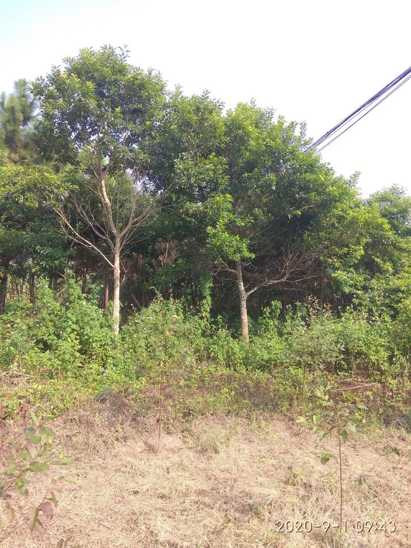 铁冬青龙胆树城市街道小区住宅专用绿化