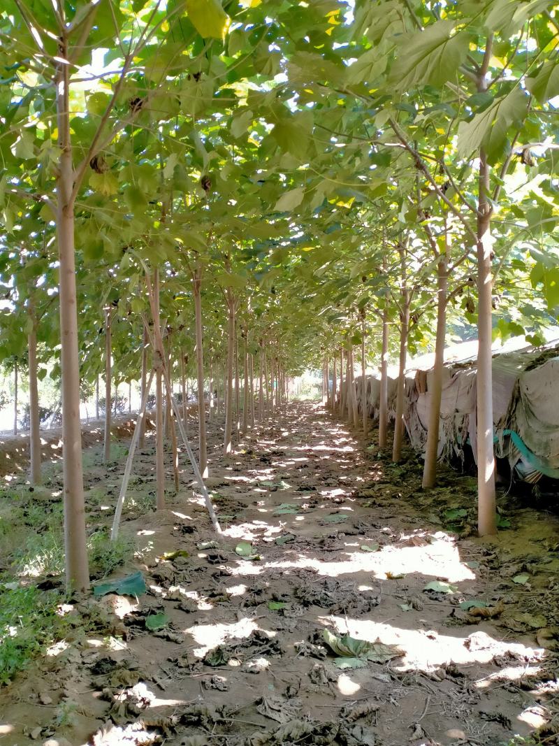 精品5-18公分的紫花泡桐