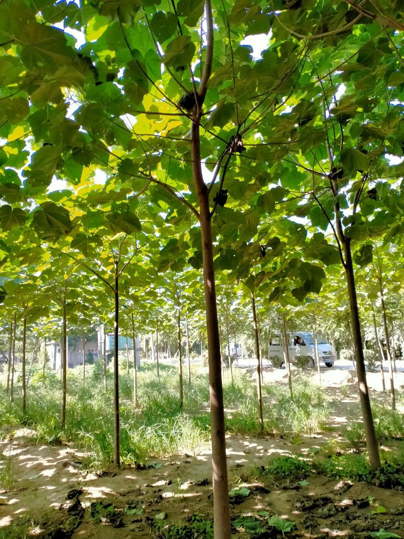 精品5-18公分的紫花泡桐