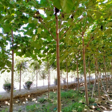 精品5-18公分的紫花泡桐