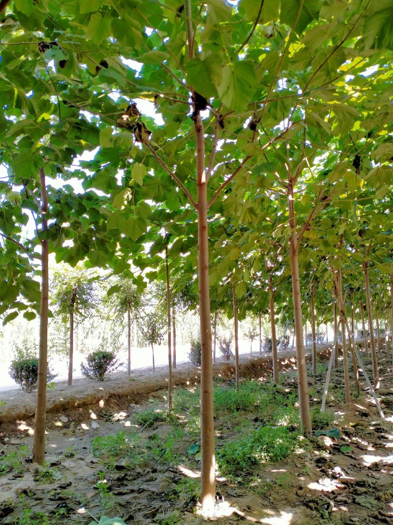 精品5-18公分的紫花泡桐