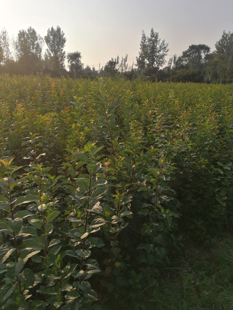 八棱海棠苗，苹果实生苗，嫁接苹果树苗的砧木