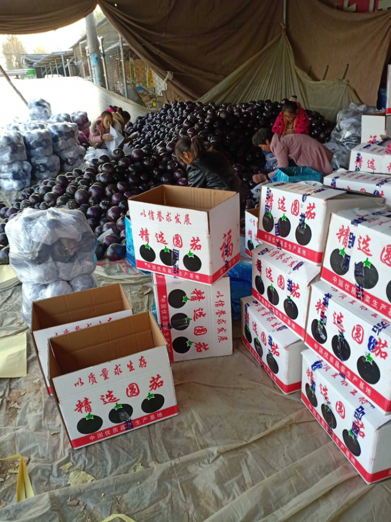 山东莘县茄子，紫光圆茄【每天50万斤】一直到年底，电我！