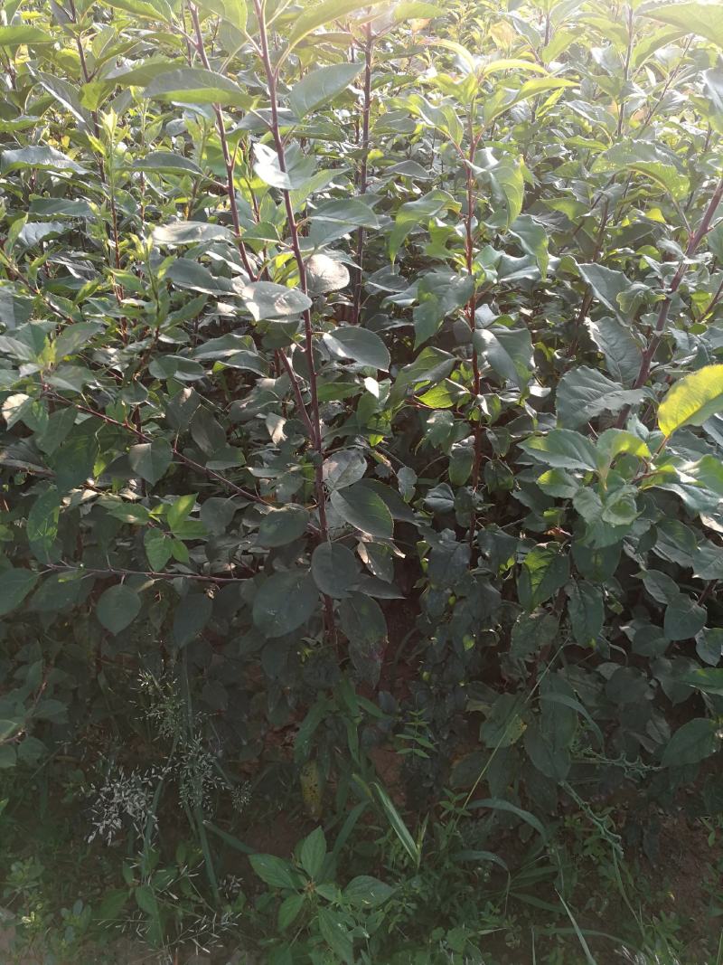 八棱海棠苗，苹果实生苗，嫁接苹果树苗的砧木