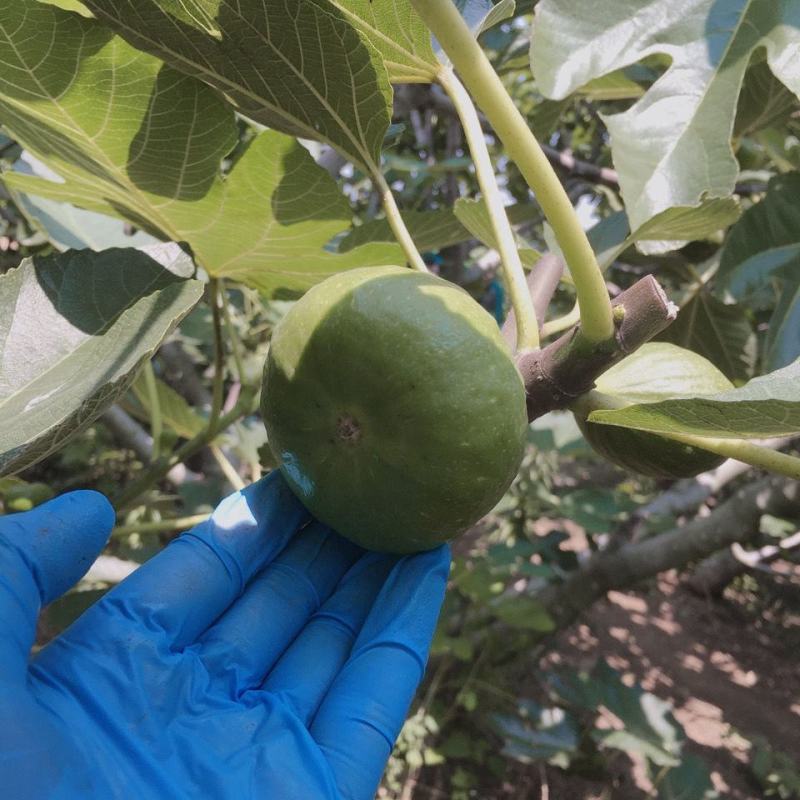 青皮无花果优质嫁接无花果树苗品种齐全量大从优