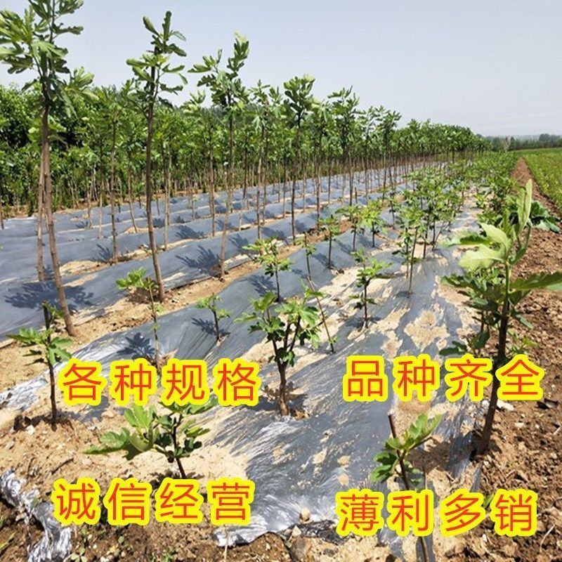 青皮无花果优质嫁接无花果树苗品种齐全量大从优