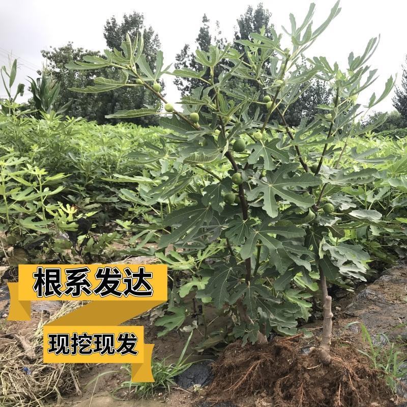 青皮无花果优质嫁接无花果树苗品种齐全量大从优