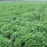 薄荷苗留兰香薄荷，胡椒薄荷【食用薄荷，药典品种】
