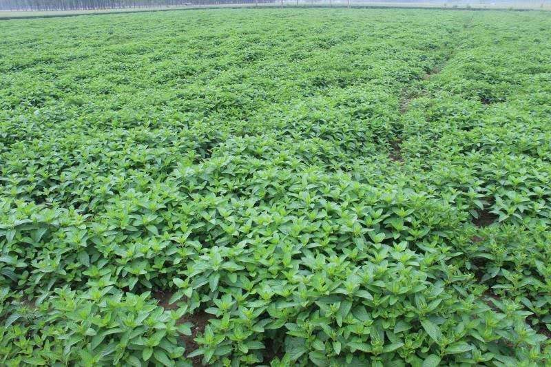 薄荷苗留兰香薄荷，胡椒薄荷【食用薄荷，药典品种】