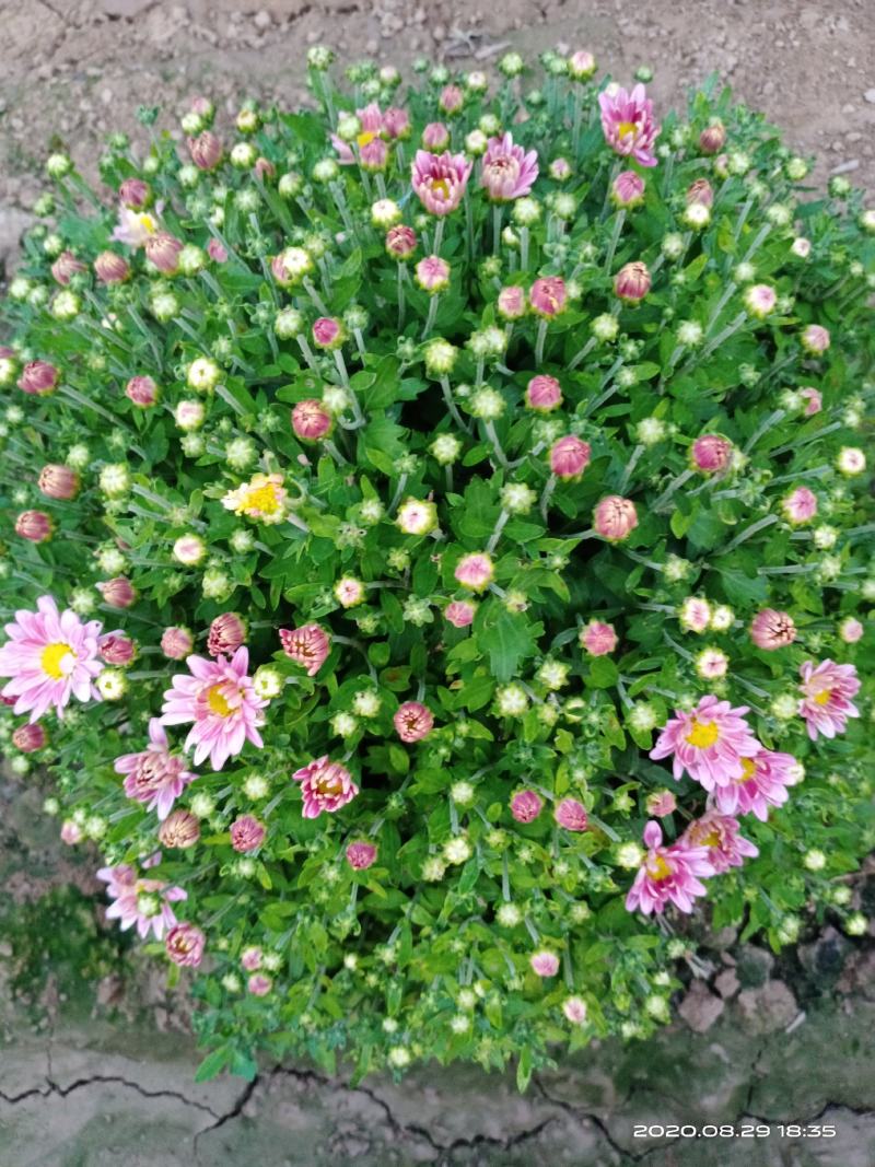 菊花观赏菊花会场布置
