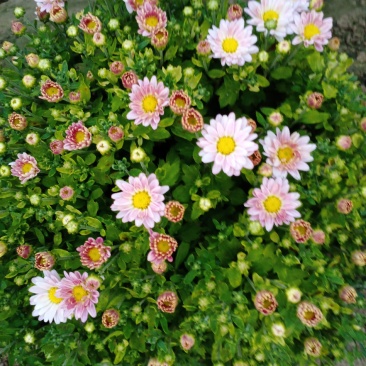 菊花观赏菊花会场布置