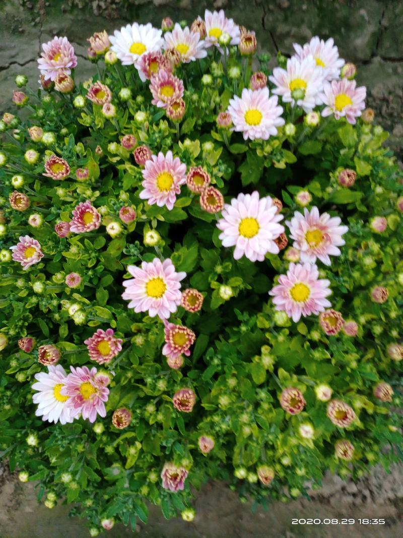 菊花观赏菊花会场布置