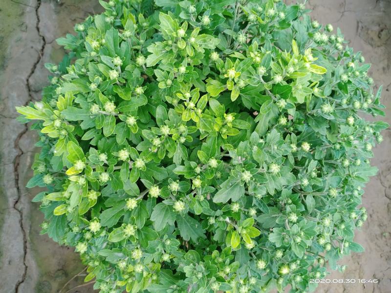 菊花观赏菊花会场布置
