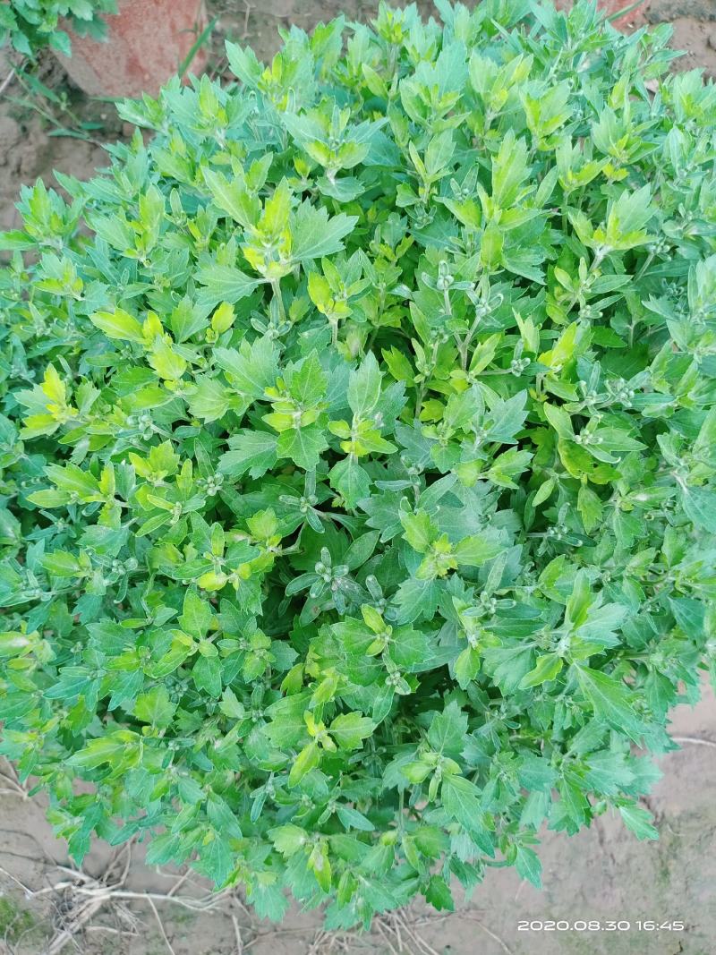 菊花观赏菊花会场布置