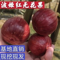 波姬红无花果树苗优质嫁接无花果树苗适合各地种植