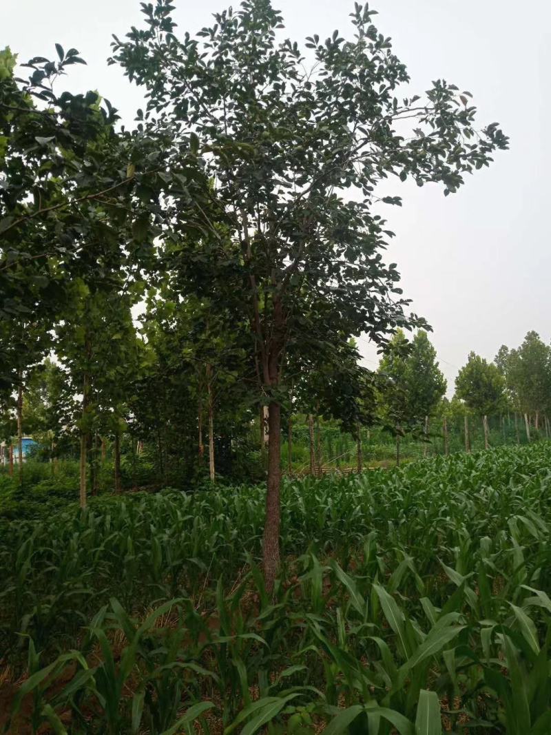 各种柿子树，2.2平头的发帽