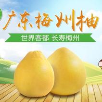 广东梅州柚子之乡，黄金蜜柚产地一手货源直发，果靓肉甜