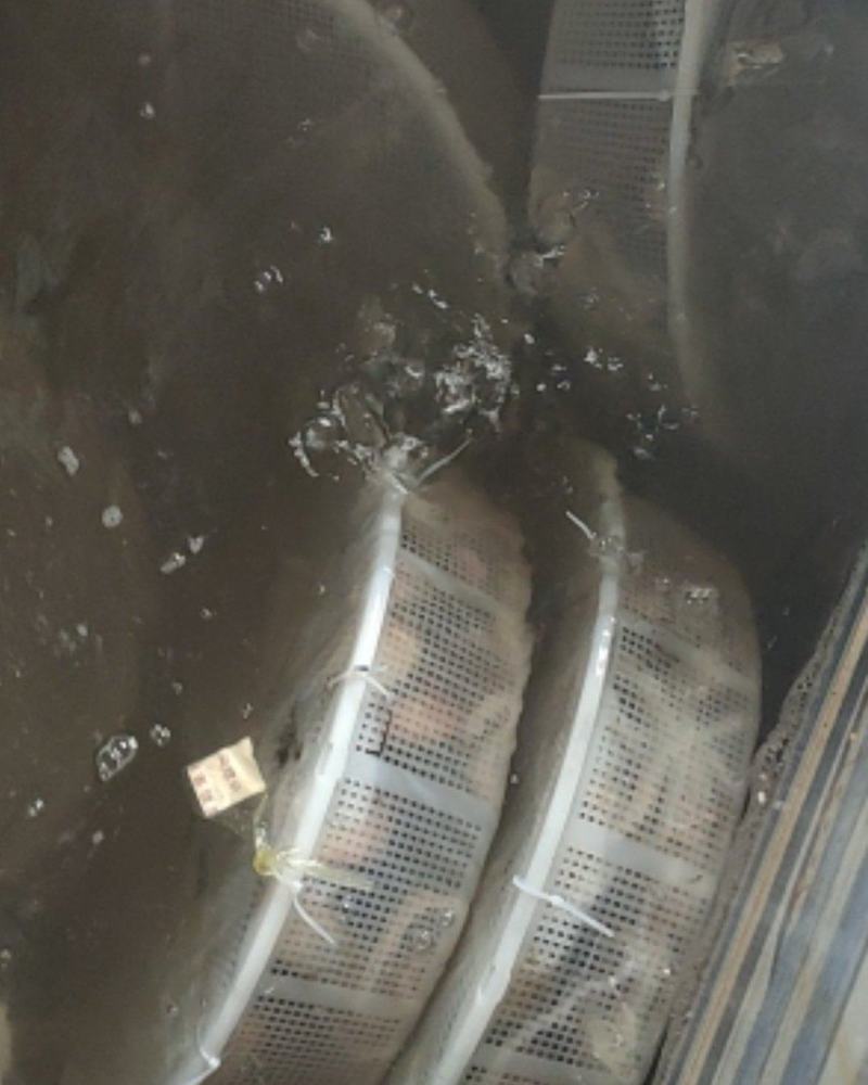 鲜活八爪鱼活死八爪鱼章鱼长腿鱿鱼短腿八爪冻板八爪鱼