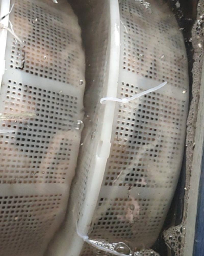 鲜活八爪鱼活死八爪鱼章鱼长腿鱿鱼短腿八爪冻板八爪鱼