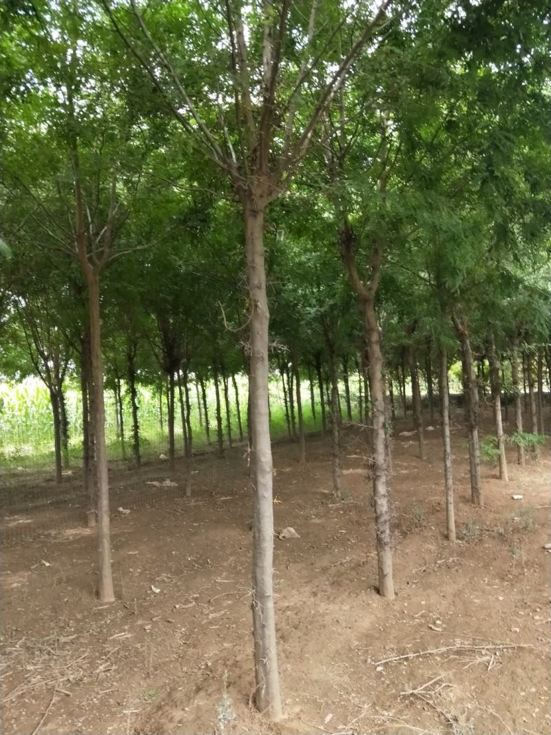 皂角树8到12公分。共计300棵，原图原货！