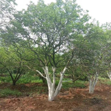 15-30公分丛生香泡移栽原生地苗均有自家苗圃基地