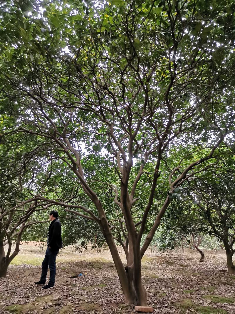 15-30公分丛生香泡移栽原生地苗均有自家苗圃基地