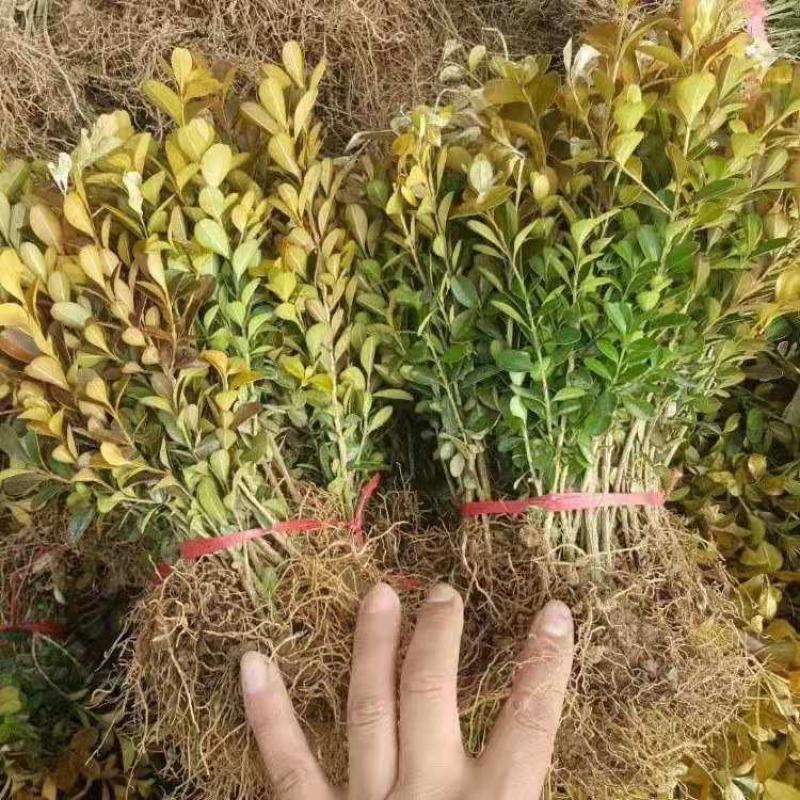 瓜子黄杨，小叶黄杨四季常青耐阴常绿庭院