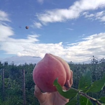 丽江拉市海精品雪桃。果大肉厚，清爽甘甜产地直发