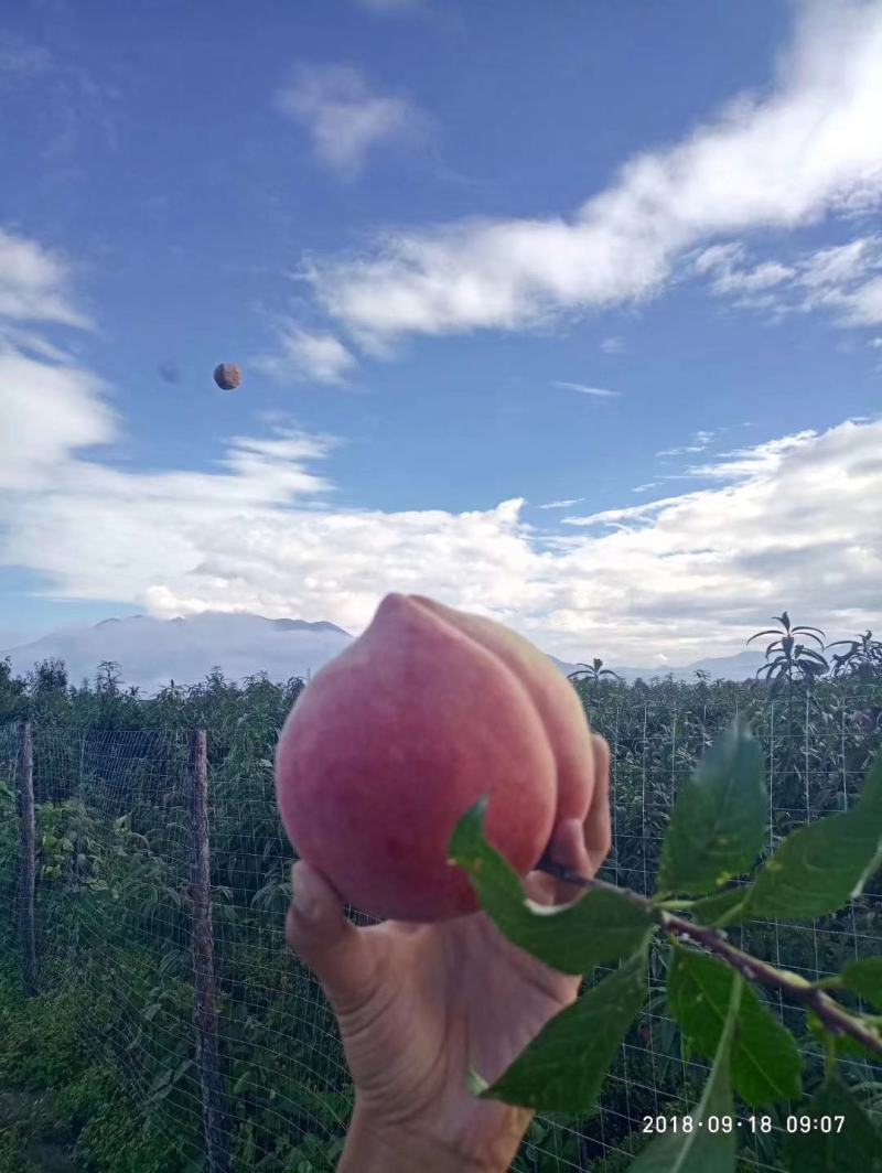 丽江拉市海精品雪桃。果大肉厚，清爽甘甜产地直发
