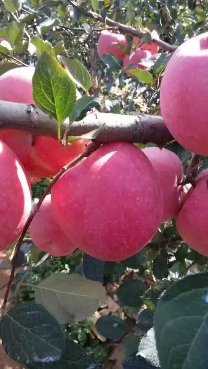 秦脆苹果树苗优质嫁接苹果树苗适合各地种植