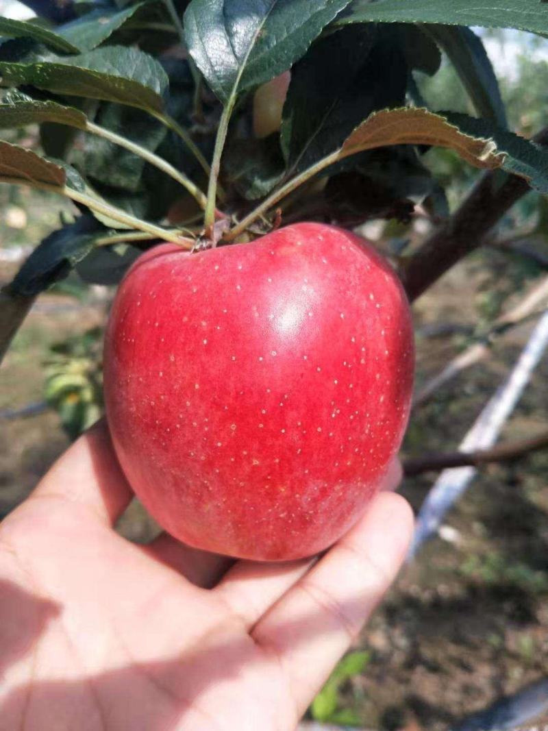 秦脆苹果树苗优质嫁接苹果树苗适合各地种植