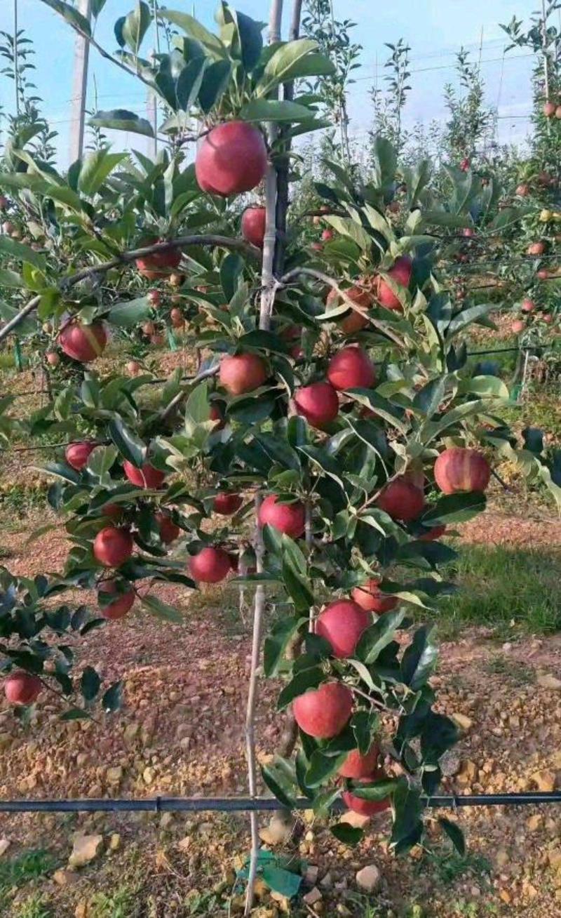 秦脆苹果树苗优质嫁接苹果树苗适合各地种植