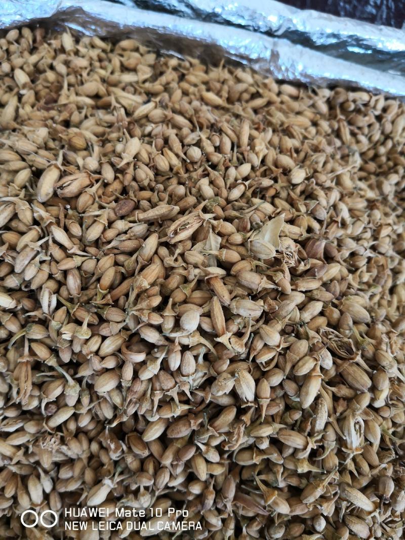 佛手花干货药食两用1斤起包邮量大从优