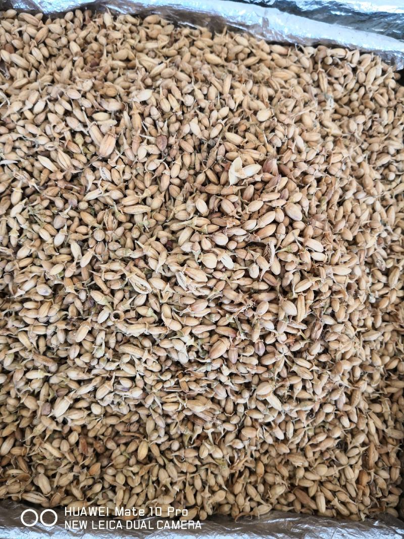 佛手花干货药食两用1斤起包邮量大从优