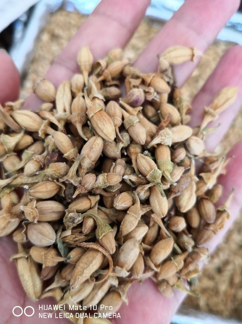 佛手花干货药食两用1斤起包邮量大从优