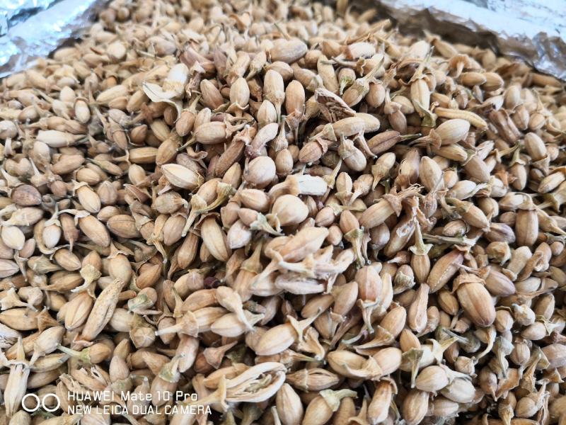 佛手花干货药食两用1斤起包邮量大从优