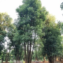 容器袋苗丛生香樟多杆香樟多头香樟自家苗圃基地直供