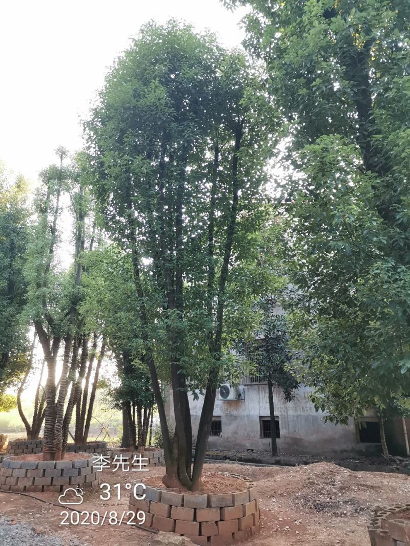 容器袋苗丛生香樟多杆香樟多头香樟自家苗圃基地直供