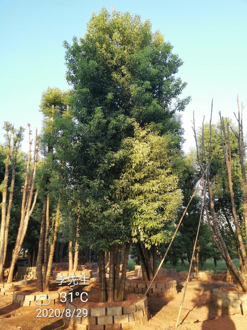容器袋苗丛生香樟多杆香樟多头香樟自家苗圃基地直供