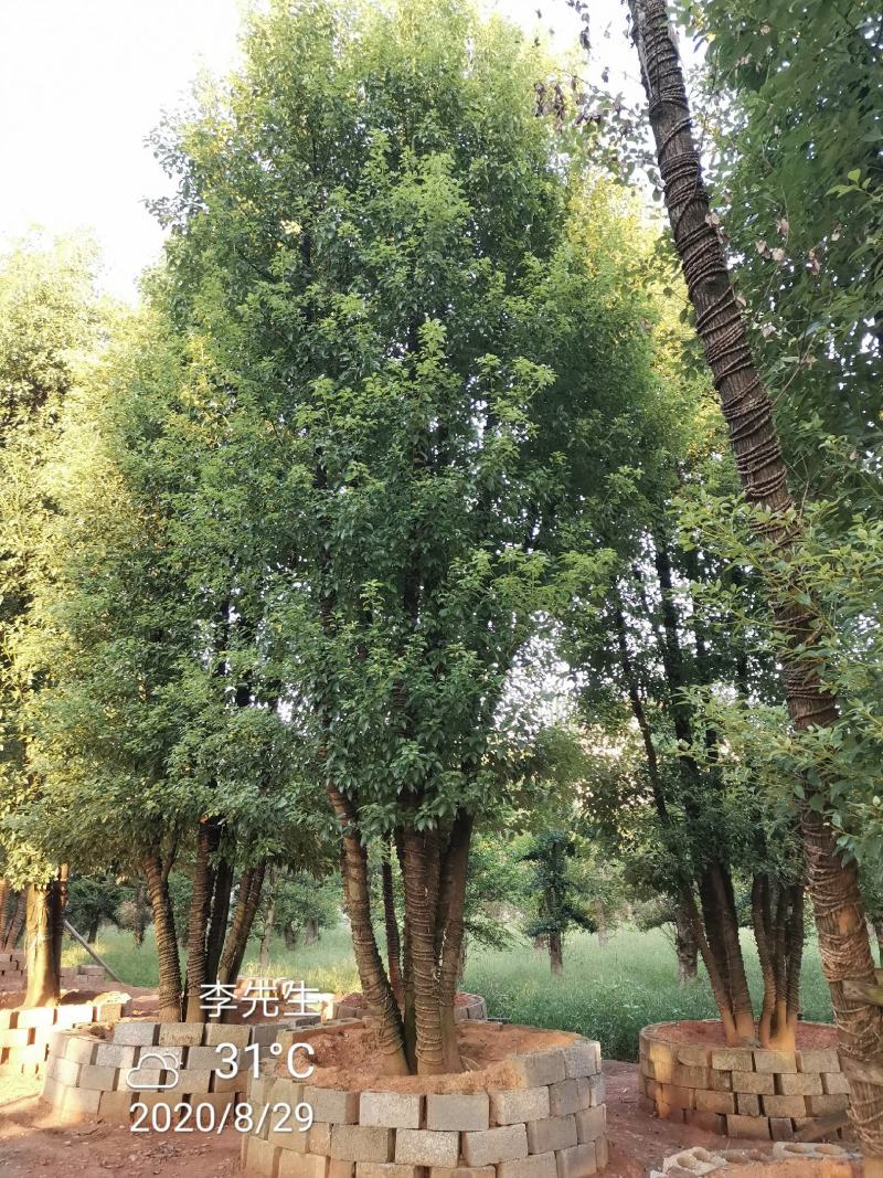 容器袋苗丛生香樟多杆香樟多头香樟自家苗圃基地直供