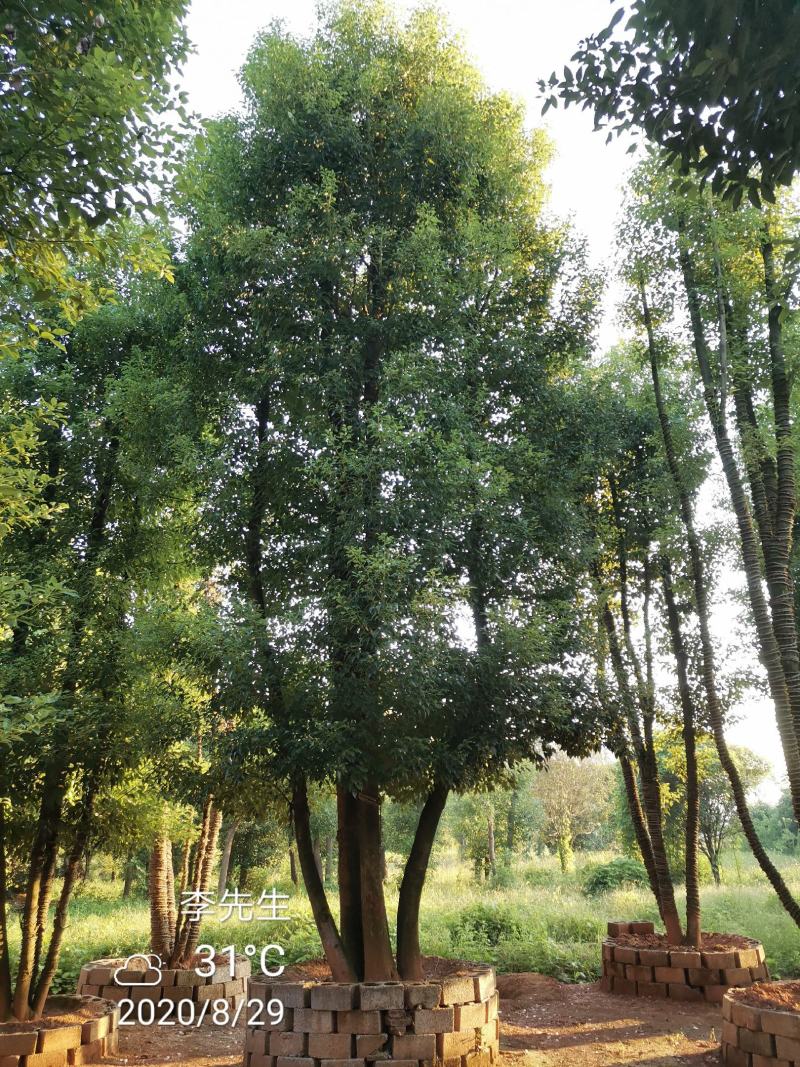 容器袋苗丛生香樟多杆香樟多头香樟自家苗圃基地直供
