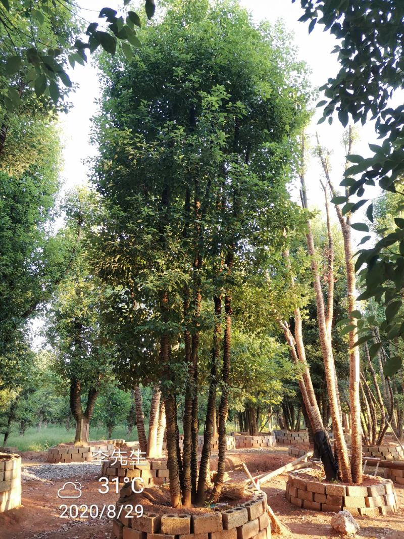容器袋苗丛生香樟多杆香樟多头香樟自家苗圃基地直供