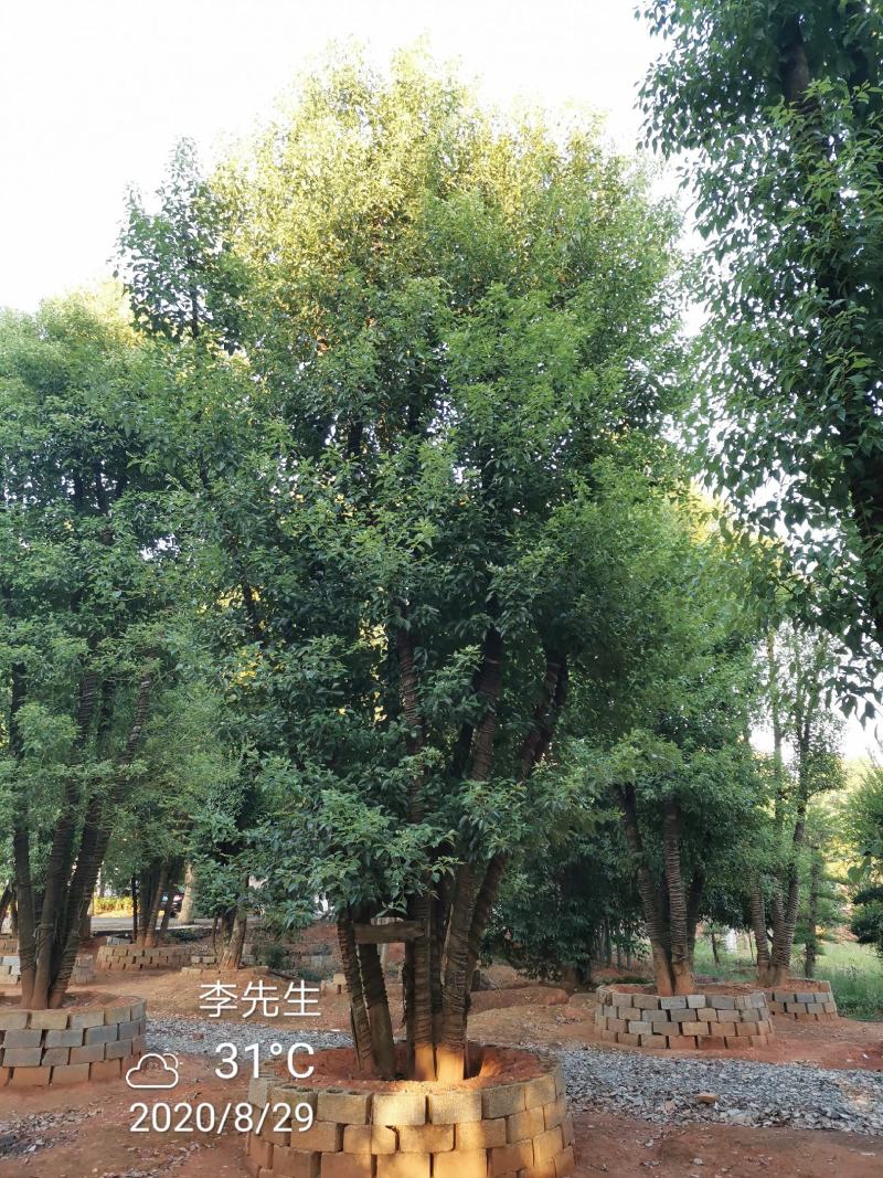 容器袋苗丛生香樟多杆香樟多头香樟自家苗圃基地直供