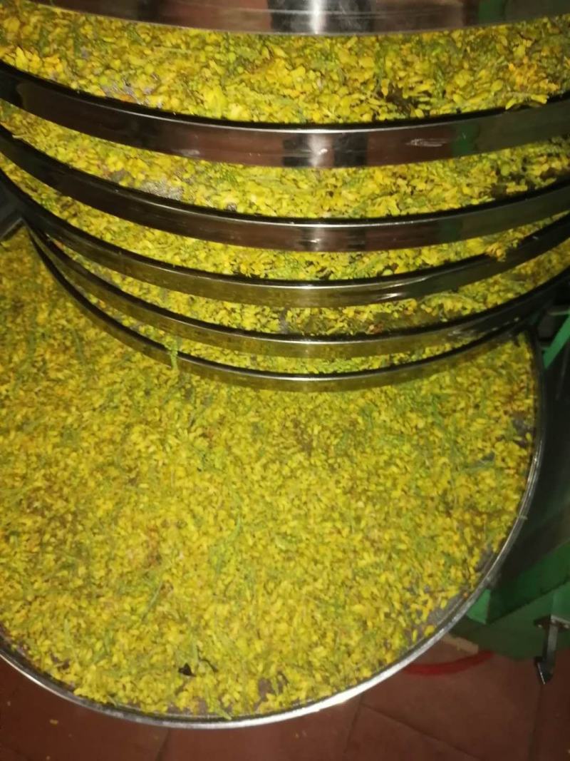 黄花倒水莲花茶，寻找代理商
